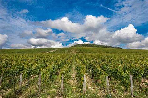 Chablis Cru 1998 - Decanter