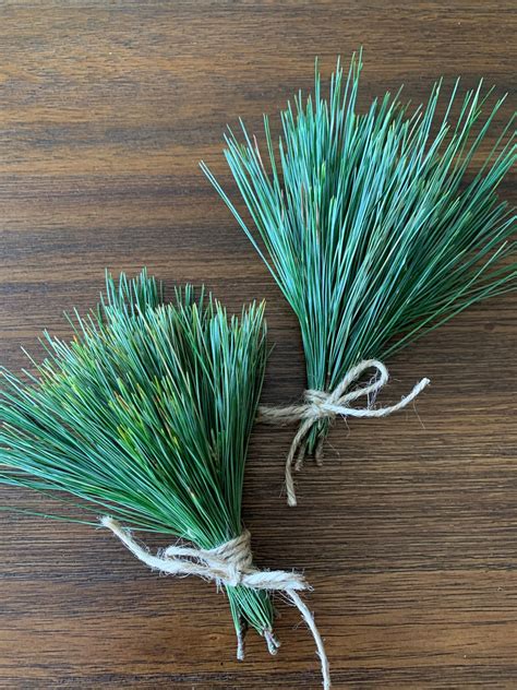 Fresh Eastern White Pine Needles Pine Needle Tea Suramin Fresh | Etsy