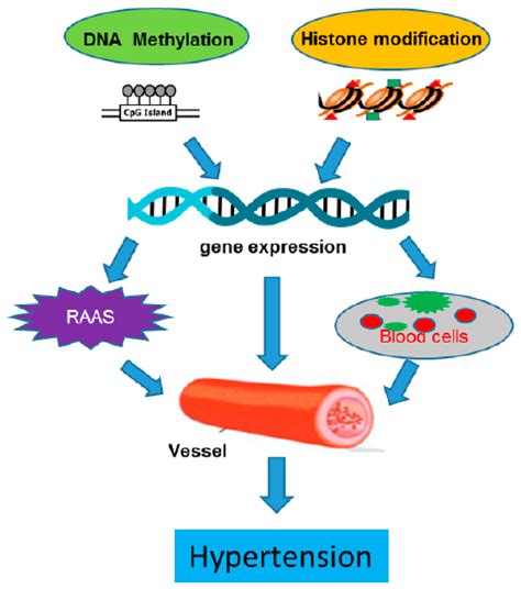 IJMS | Free Full-Text | DNA Methylation and Histone Modification in Hypertension