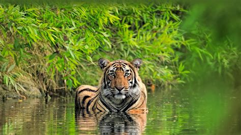 Download Bengal Tiger Animal Tiger 4k Ultra HD Wallpaper