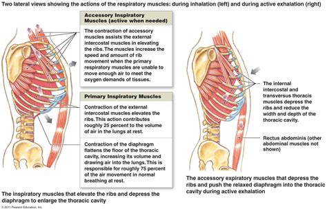 accessory muscles of respiration - usefulcruises