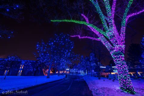 Denver Zoo Lights Photos