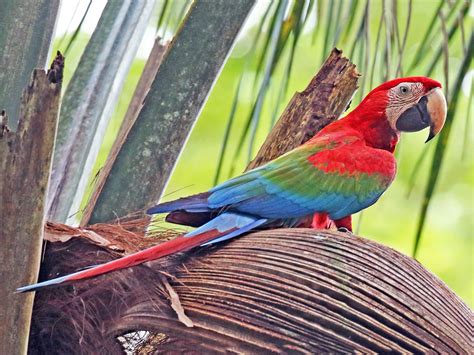 Cuadro Tropical Guacamayo Rojo | ubicaciondepersonas.cdmx.gob.mx