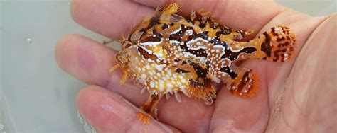 Real Monstrosities: Sargassum Fish