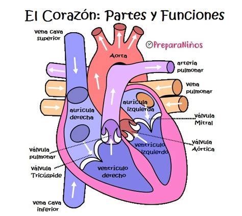 Detalles más de 74 partes del corazón dibujo muy caliente - camera.edu.vn