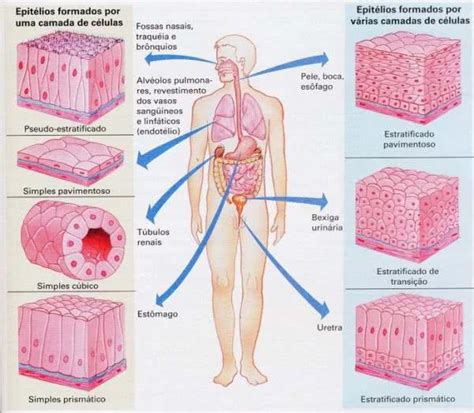Tecido Epitelial: tipos, características e função - Toda Matéria