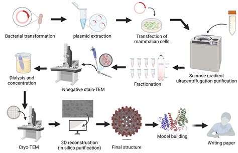 Cryo-EM_Workflow – Cryo-EM *Virus* Lab at Hershey