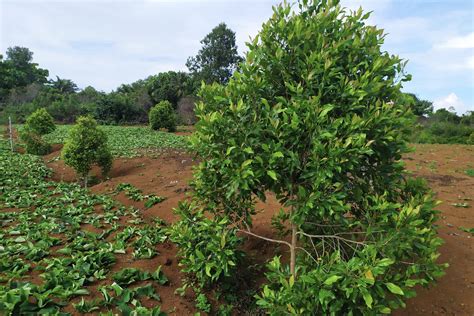 Clove tree: planting & uses of cloves - Plantura