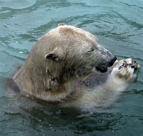 Polar Bear Eating a Fish | Flickr - Photo Sharing!