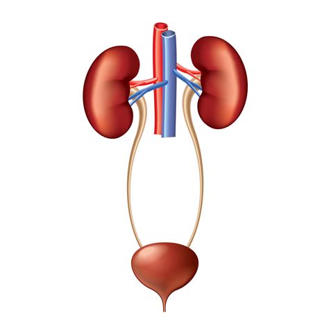 Chapter 13: Urinary System Diagram | Quizlet