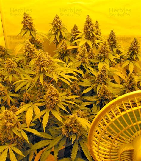 Chemdog fem: seeds for sale, strain information and customer reviews ...