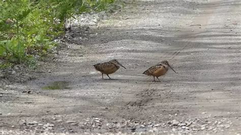 These Long-Billed Iowa Birds Love to Dance [WATCH]