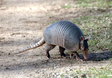 Armadillo invasion: Cat-size creatures creeping northward into Illinois