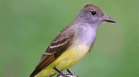 Enjoying and protecting Michigan's birds | Michigan Wildlife Council