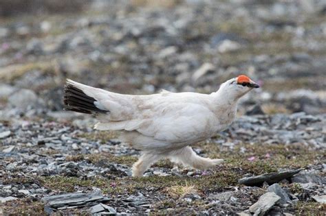 Did you know that the Ptarmigan is the official bird of the Nunavut territory in Canada ...