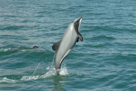 Hector’s Dolphin | NOAA Fisheries