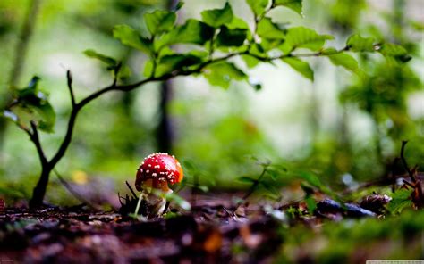 Mushroom Wallpapers - Wallpaper Cave