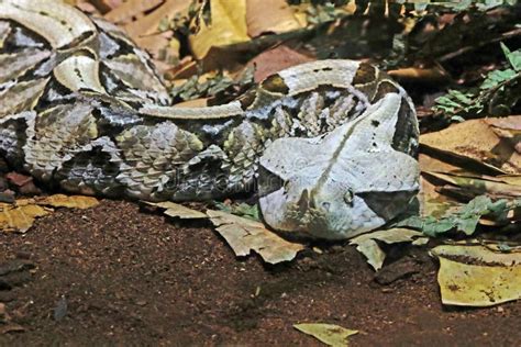 Camouflaged Venomous Gaboon Viper Stock Photo - Image of forests, bite ...