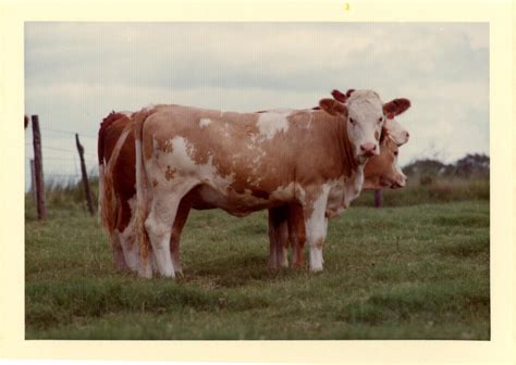 Simmental Cattle - The Portal to Texas History