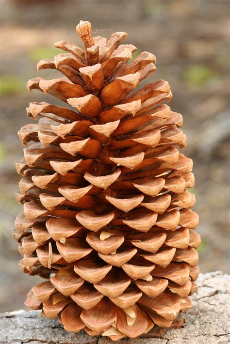 big pine cone | I say most the pine cones in the park are at… | Flickr