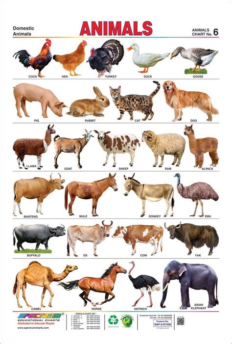 Spectrum Laminated Educational Pre-School Kids Domestic Animals Name Wall Chart- Buy Online in ...