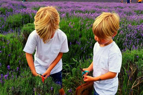 Hitchin Lavender Farm: What To Expect From Your Visit In 2023