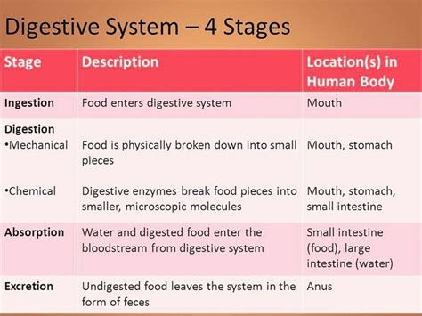 Summary of the Stages of Digestion | Digestive system, Digestive ...