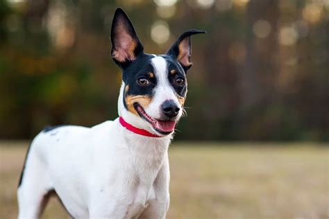 13 Rat Terrier Kleuren: Raturn van het kleurenwiel - hond-event.nl