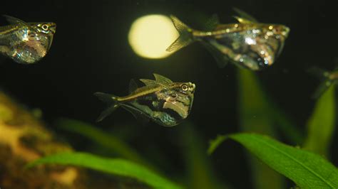 Marbled hatchetfish Care Guide: Diet, Tank Mates, Diseases, Breeding & More