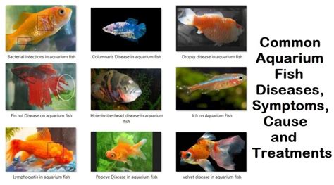 22 Common Aquarium Fish Diseases, Symptoms, Cause and Treatments