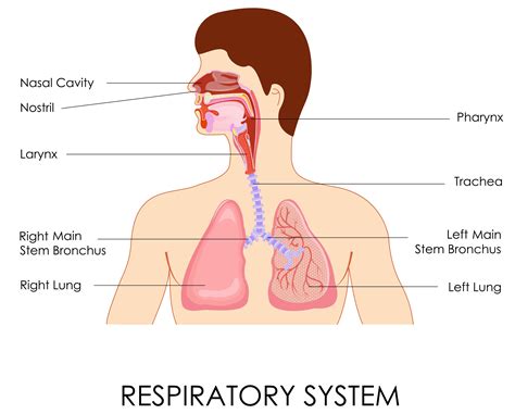 Natural Chest Congestion Remedies: Chest Congestion Causes & Treatment ...