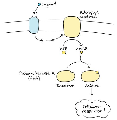 Signal Transduction Pathway Diagram