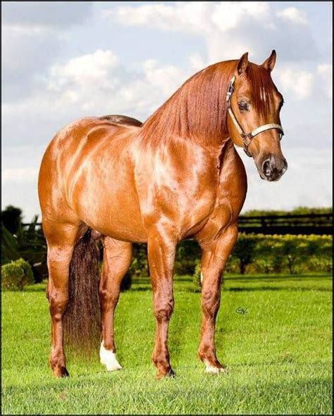 Cat Fortune (High Brow Cat x Smart Misty Dawn) 2001 Sorrel AQHA ...