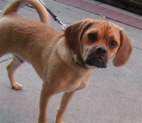 Puggle (Pug and Beagle Mix) Info, Temperament, Puppies, Pictures