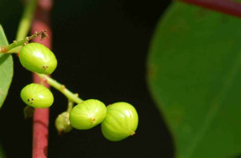 Pictures of Poison Sumac for Identification