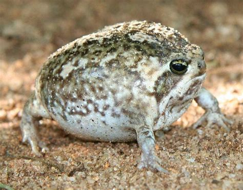 Desert Rain Frog - Natural History on the Net