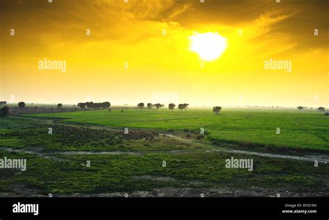 spring sunset over green fields,trees on farmland,punjab pakistan Stock ...