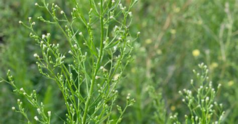 Canadian Fleabane (Herb), Erigeron canadensis - Top Quality Herbs & Tinctures