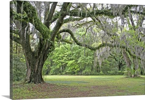 Spanish moss in oak trees at Alfred Maclay Gardens State Park ...