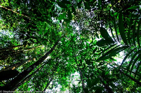 Where the Amazon River comes from and rain forest trees! [Brazil ...