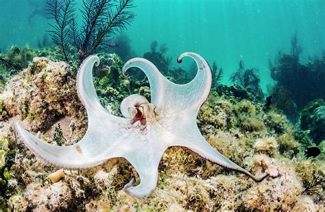 Common Octopus Hunting On A Reef, Eleuthera Island, Bahamas Photograph by Shane Gross / Naturepl ...