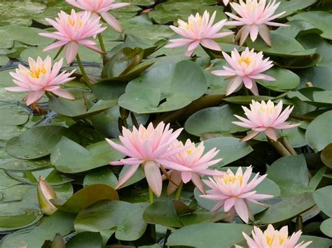 Nymphaea Colorado: Buy Colorado Water Lily online in Pakistan - Bagh.pk