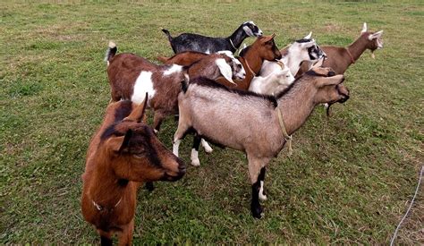 Goat herd. What's everybody looking at Photograph by Kenneth Summers