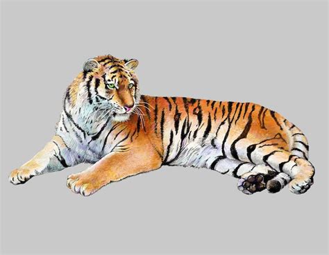 Premium Vector | Drawing realistic illustration of tiger