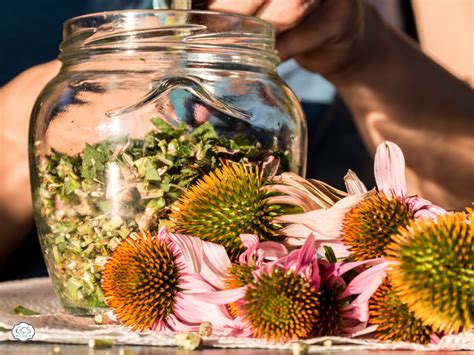 Coneflower Care: How to Plant, Grow and Harvest Echinacea