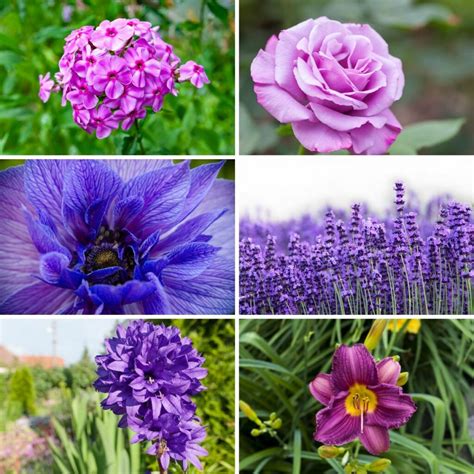 37 Purple Perennial Flowers You Plant Once And Enjoy Forever