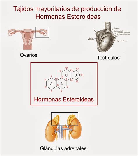 Hormonas : COLESTEROL III. Hormonas Esteroideas