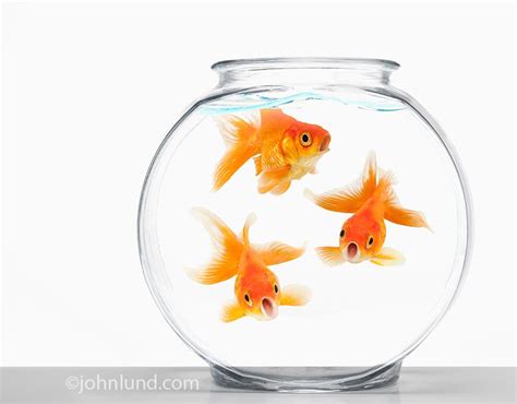 Funny goldfish stock photo... | Goldfish, Stock photos, Creative