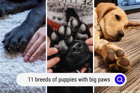 11 Breeds Of Puppies With BIG Paws (Photos) - Oodle Life