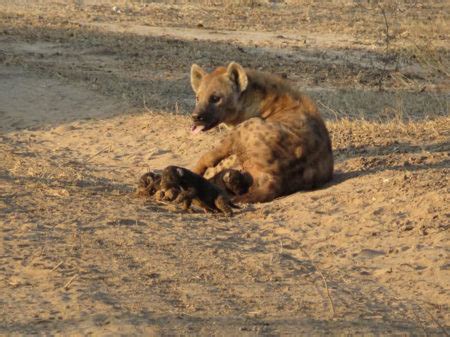 Hyena cub births: the good, the bad & the gory - Africa Geographic